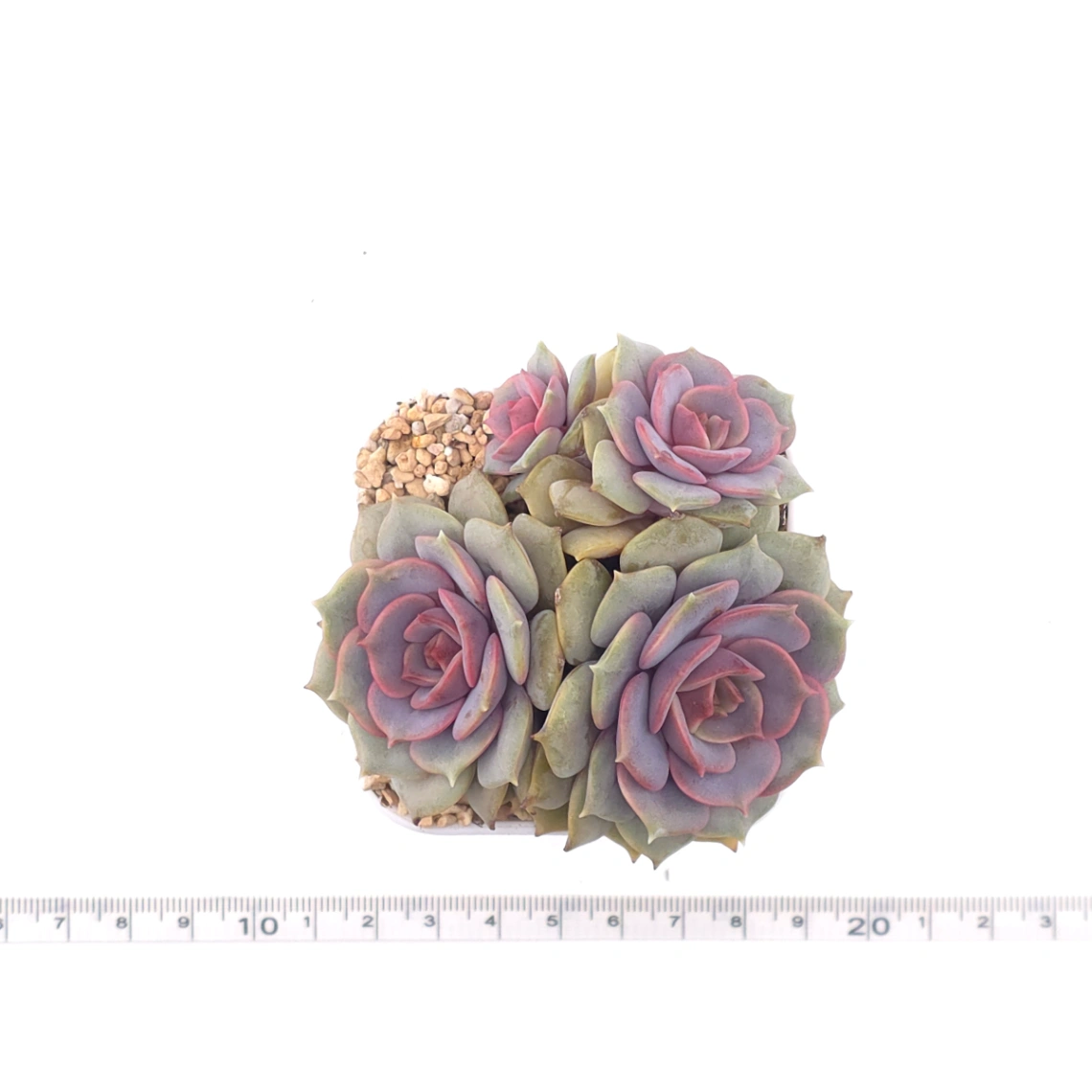 Echeveria ‘Colias’ | 粉蝶 thumbnail 4