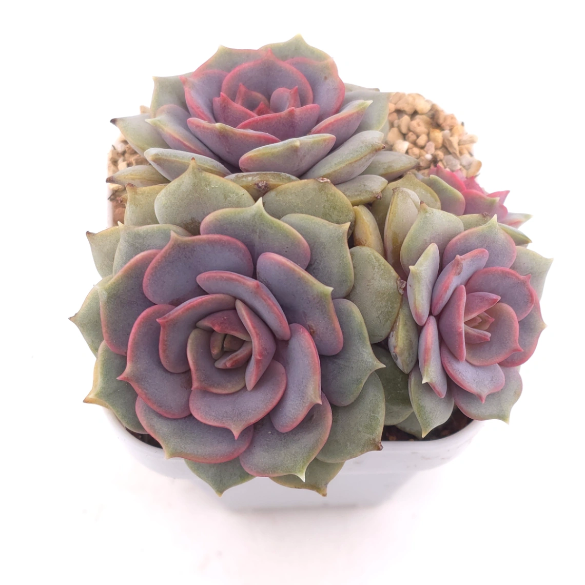 Echeveria ‘Colias’ | 粉蝶 - View 1