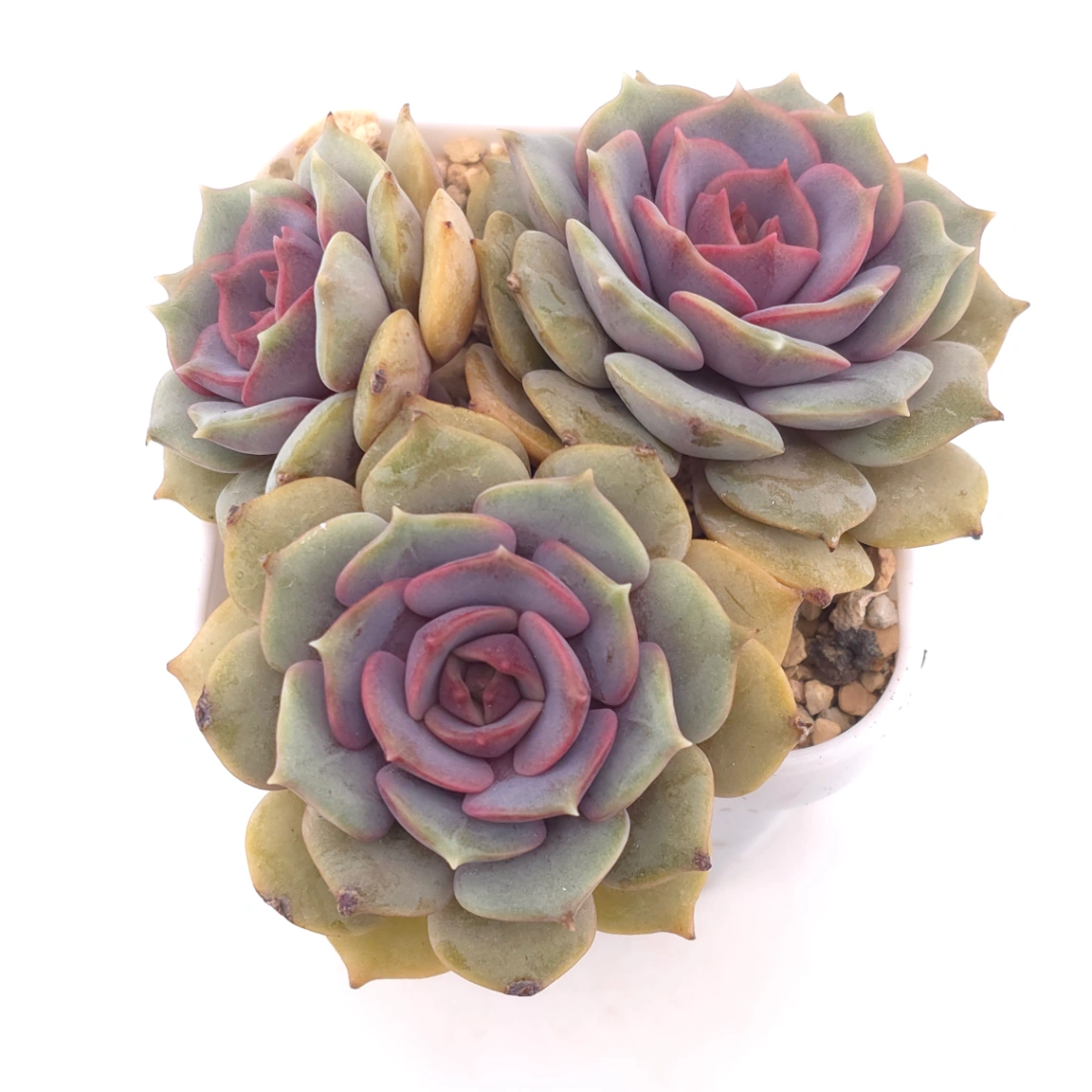 Echeveria ‘Colias’ | 粉蝶 - View 1