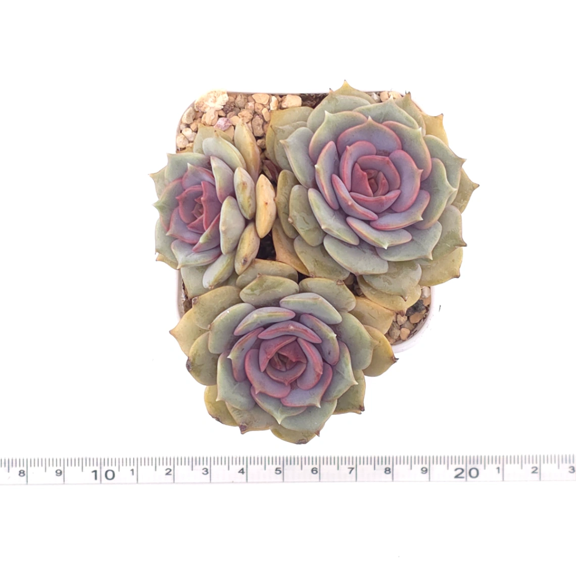 Echeveria ‘Colias’ | 粉蝶 thumbnail 4