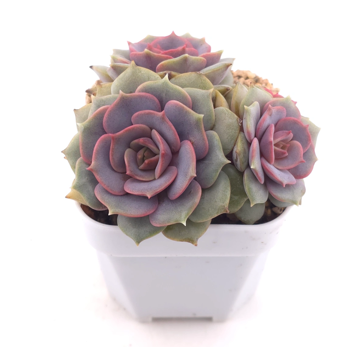 Echeveria ‘Colias’ | 粉蝶 thumbnail 2