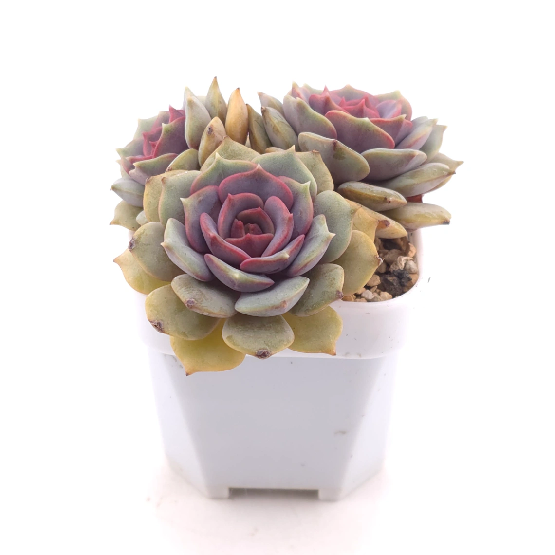 Echeveria ‘Colias’ | 粉蝶 thumbnail 3
