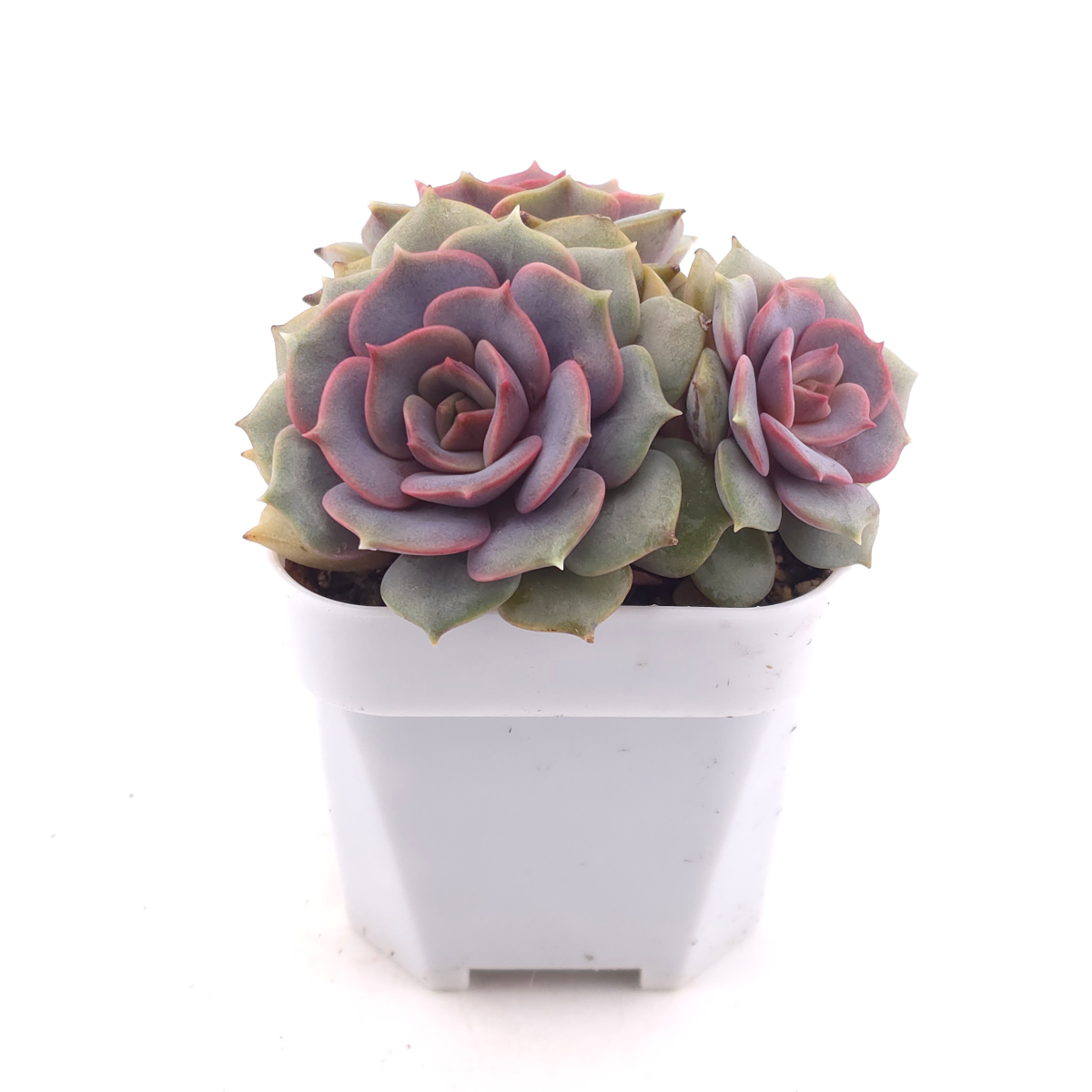 Echeveria ‘Colias’ | 粉蝶 thumbnail 3