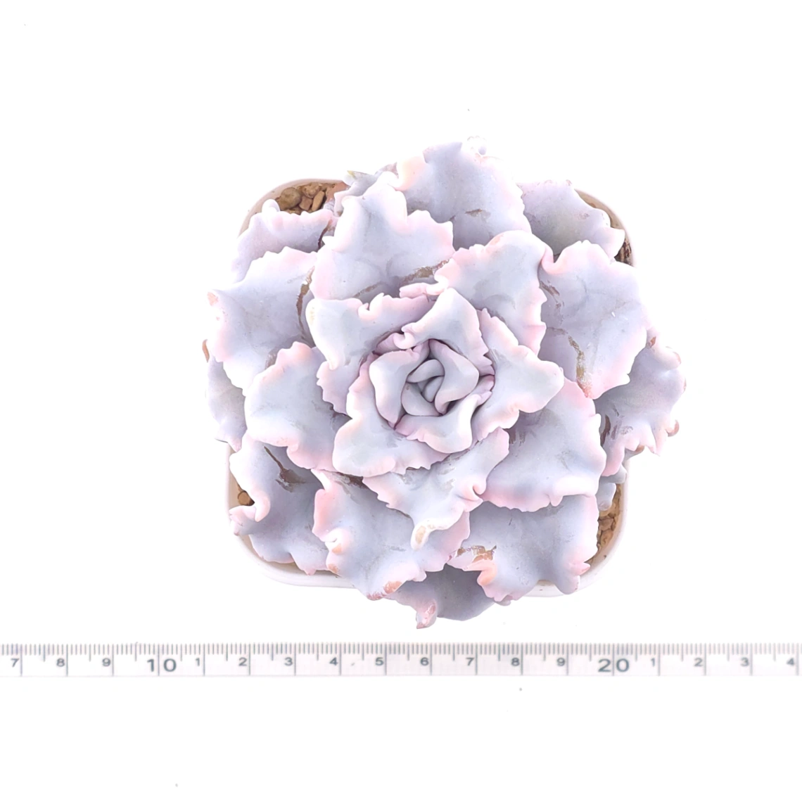 Echeveria ‘Crispate Beauty’ | 芭蕾舞者 thumbnail 4