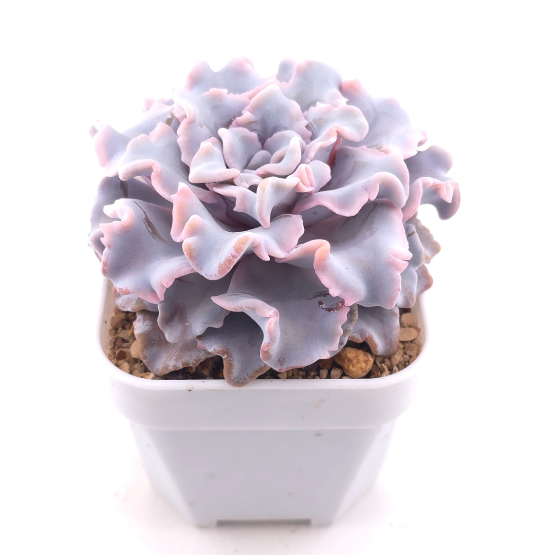 Echeveria ‘Crispate Beauty’ | 芭蕾舞者 thumbnail 2