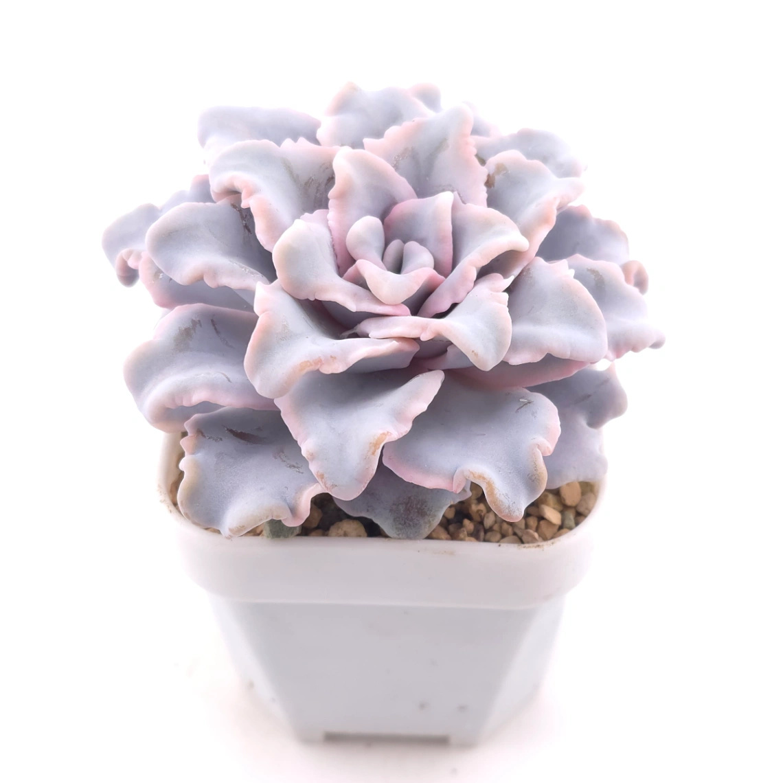Echeveria ‘Crispate Beauty’ | 芭蕾舞者 thumbnail 2