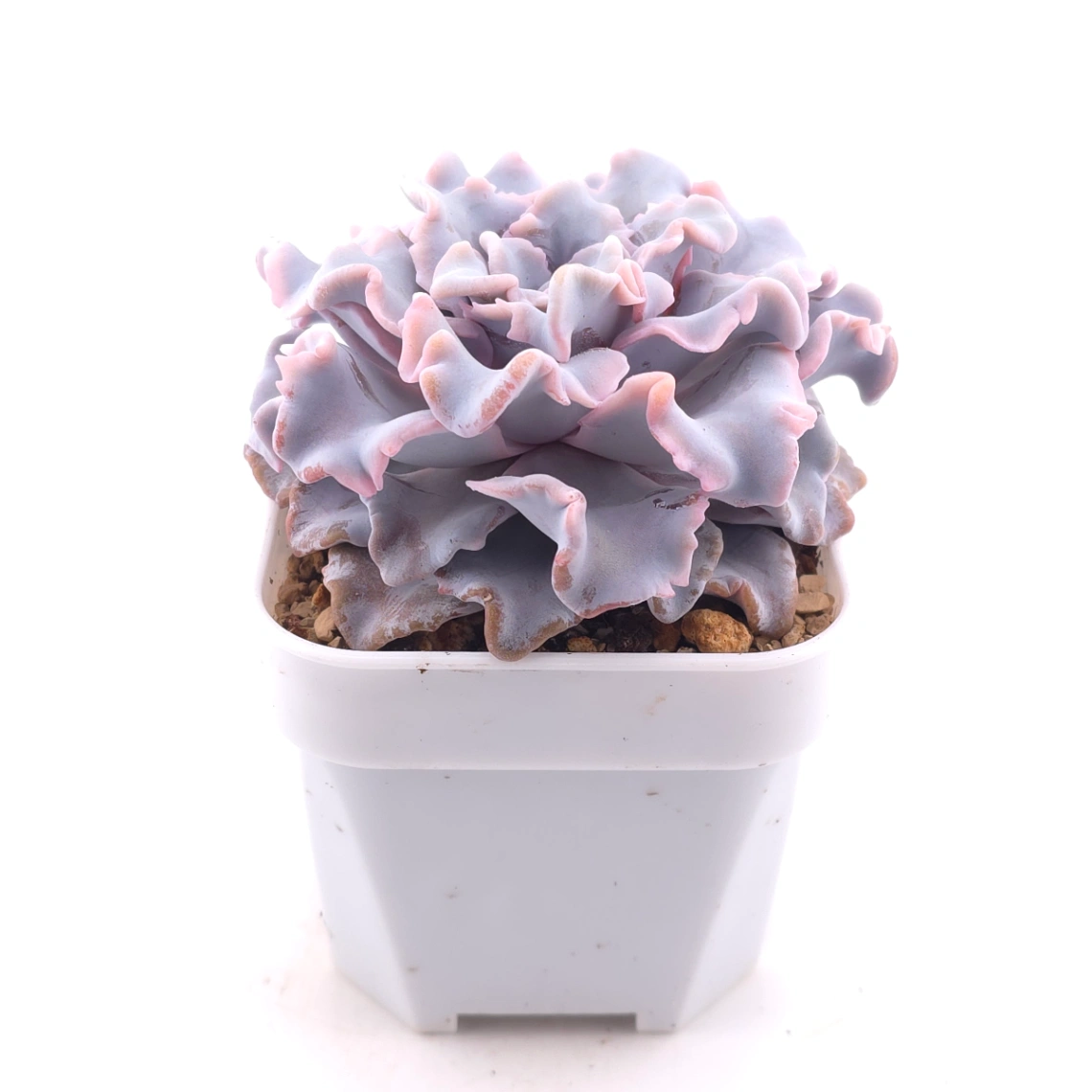 Echeveria ‘Crispate Beauty’ | 芭蕾舞者 thumbnail 3