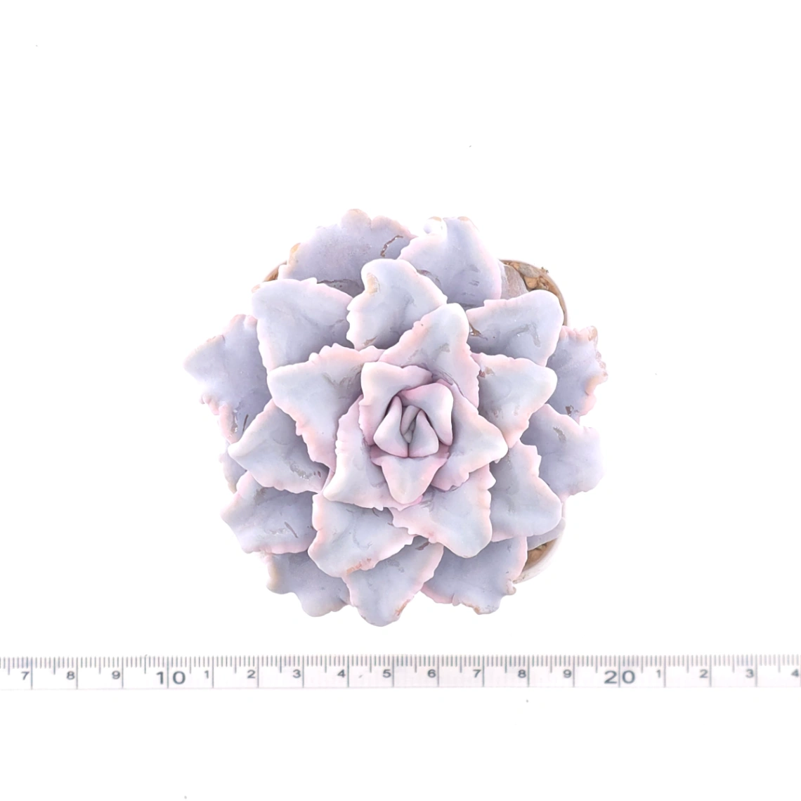 Echeveria ‘Crispate Beauty’ | 芭蕾舞者 thumbnail 4