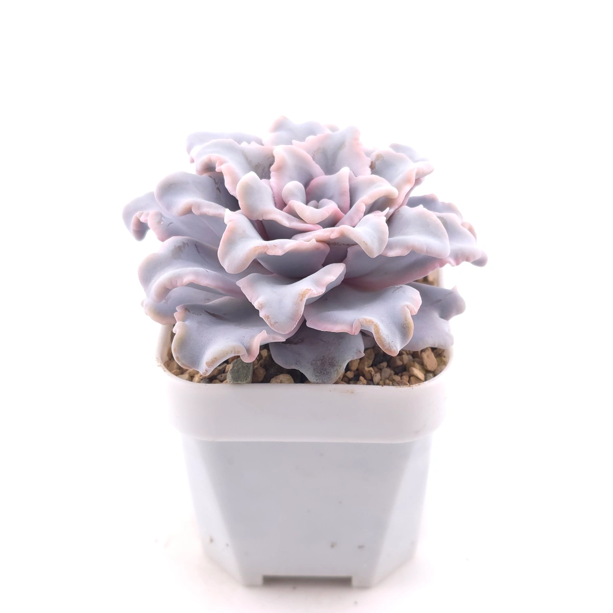 Echeveria ‘Crispate Beauty’ | 芭蕾舞者 thumbnail 3