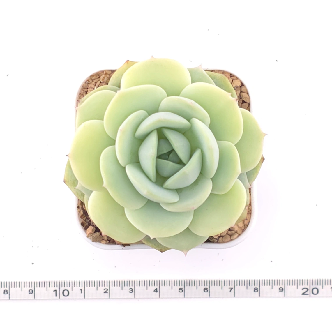 Echeveria 'Derenbergii' | 靜夜 thumbnail 4