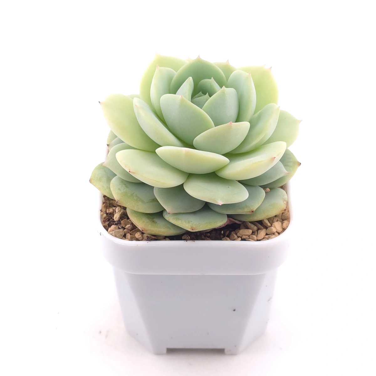 Echeveria 'Derenbergii' | 靜夜 thumbnail 2