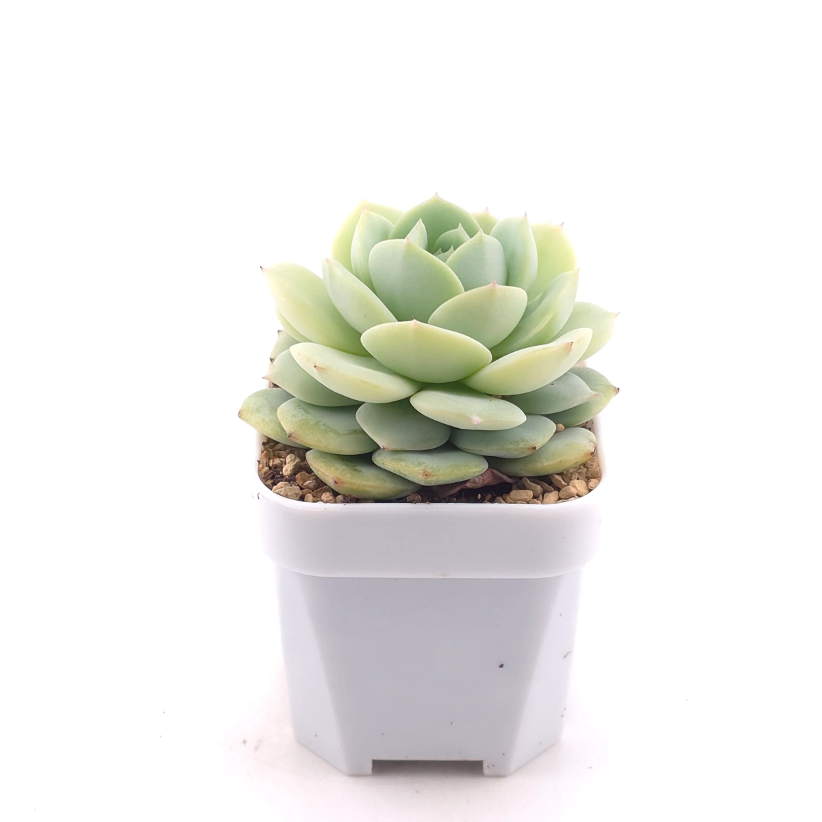 Echeveria 'Derenbergii' | 靜夜 thumbnail 3