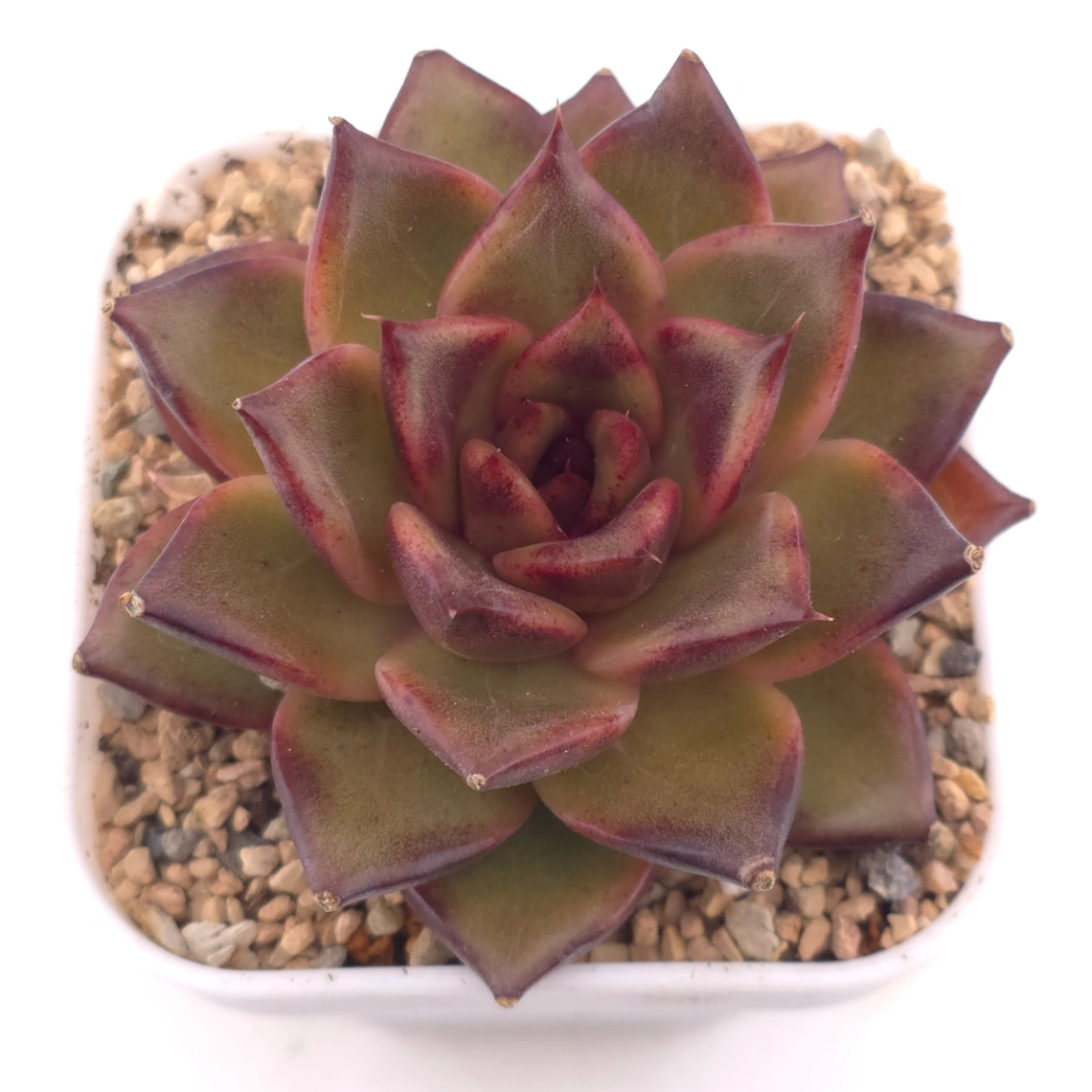 Echeveria 'Fat Rose' | 胖胖玫瑰 - View 1