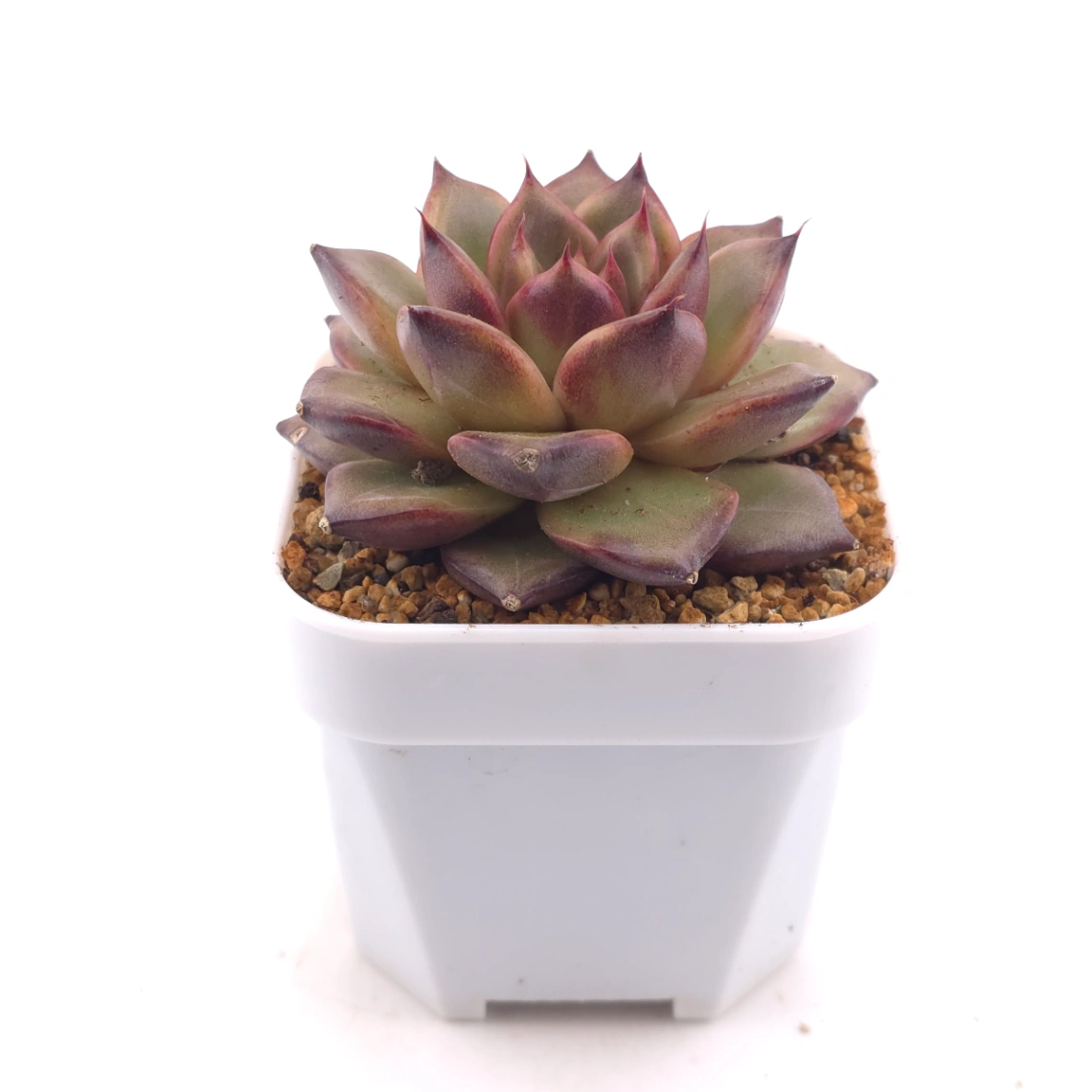 Echeveria 'Fat Rose' | 胖胖玫瑰 thumbnail 3