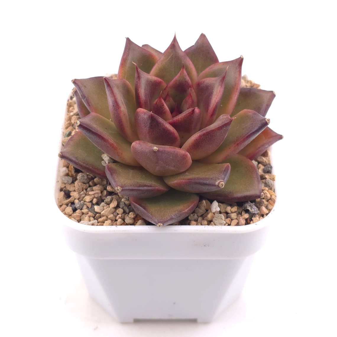 Echeveria 'Fat Rose' | 胖胖玫瑰 thumbnail 2