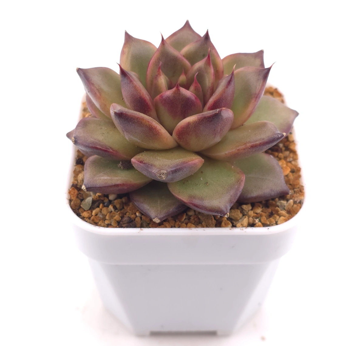 Echeveria 'Fat Rose' | 胖胖玫瑰 thumbnail 2