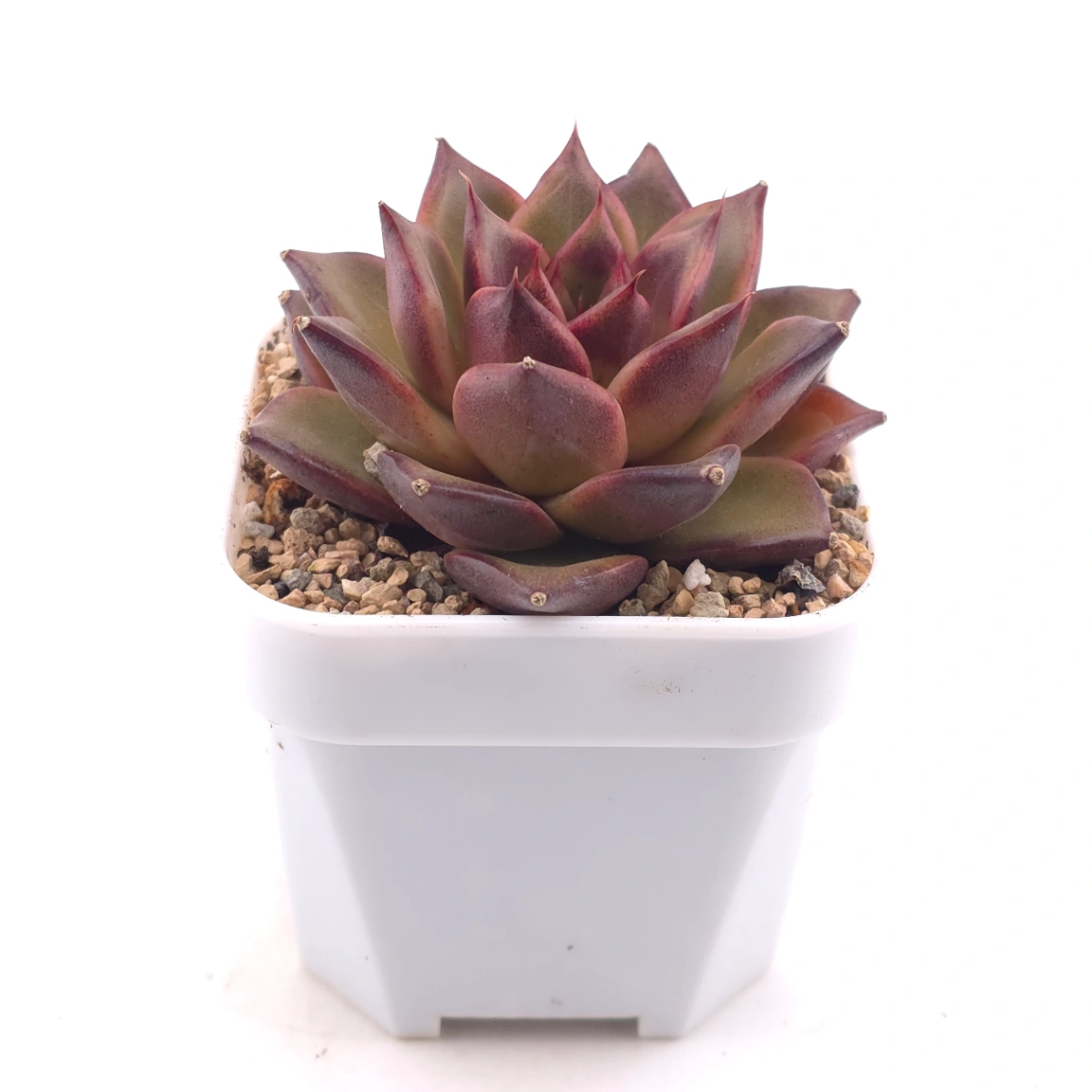 Echeveria 'Fat Rose' | 胖胖玫瑰 thumbnail 3