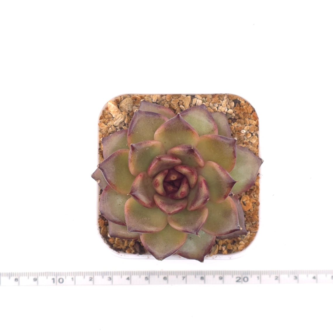 Echeveria 'Fat Rose' | 胖胖玫瑰 thumbnail 4