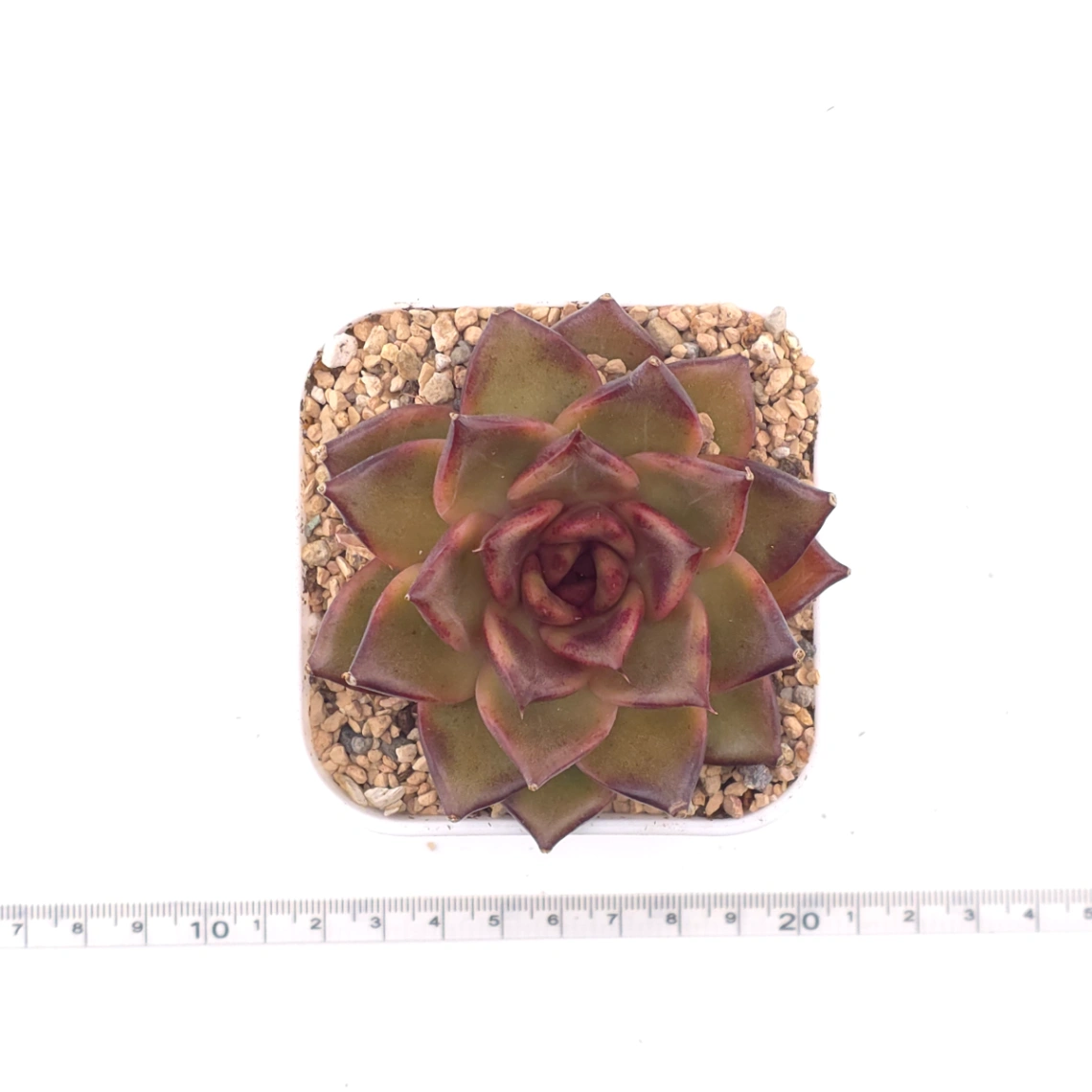 Echeveria 'Fat Rose' | 胖胖玫瑰 thumbnail 4