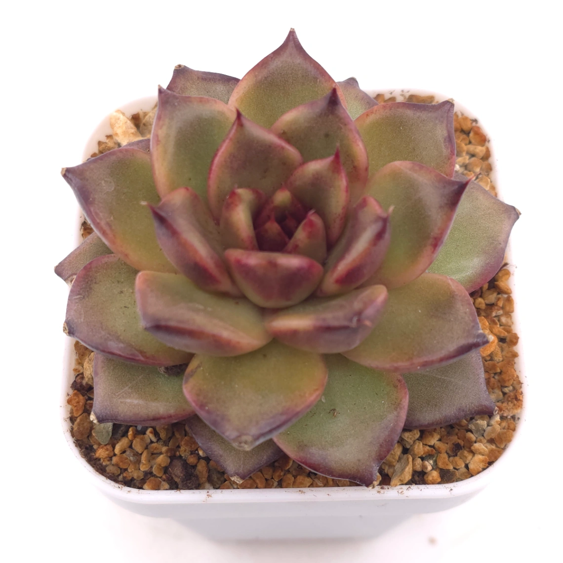 Echeveria 'Fat Rose' | 胖胖玫瑰 - View 1