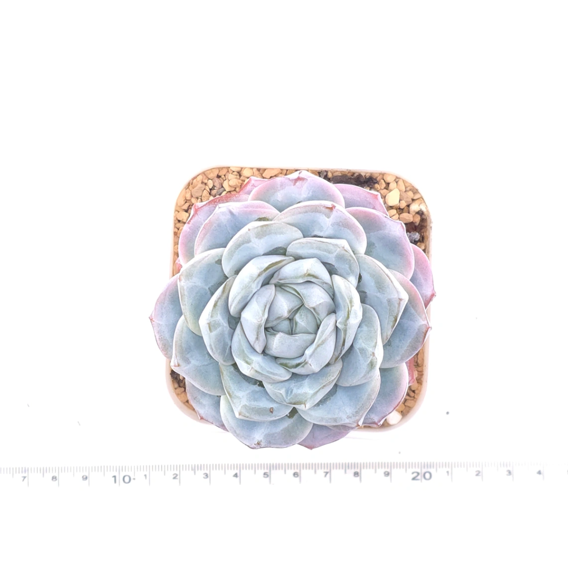 Echeveria ‘Ice Green’ | 冰玉 thumbnail 4