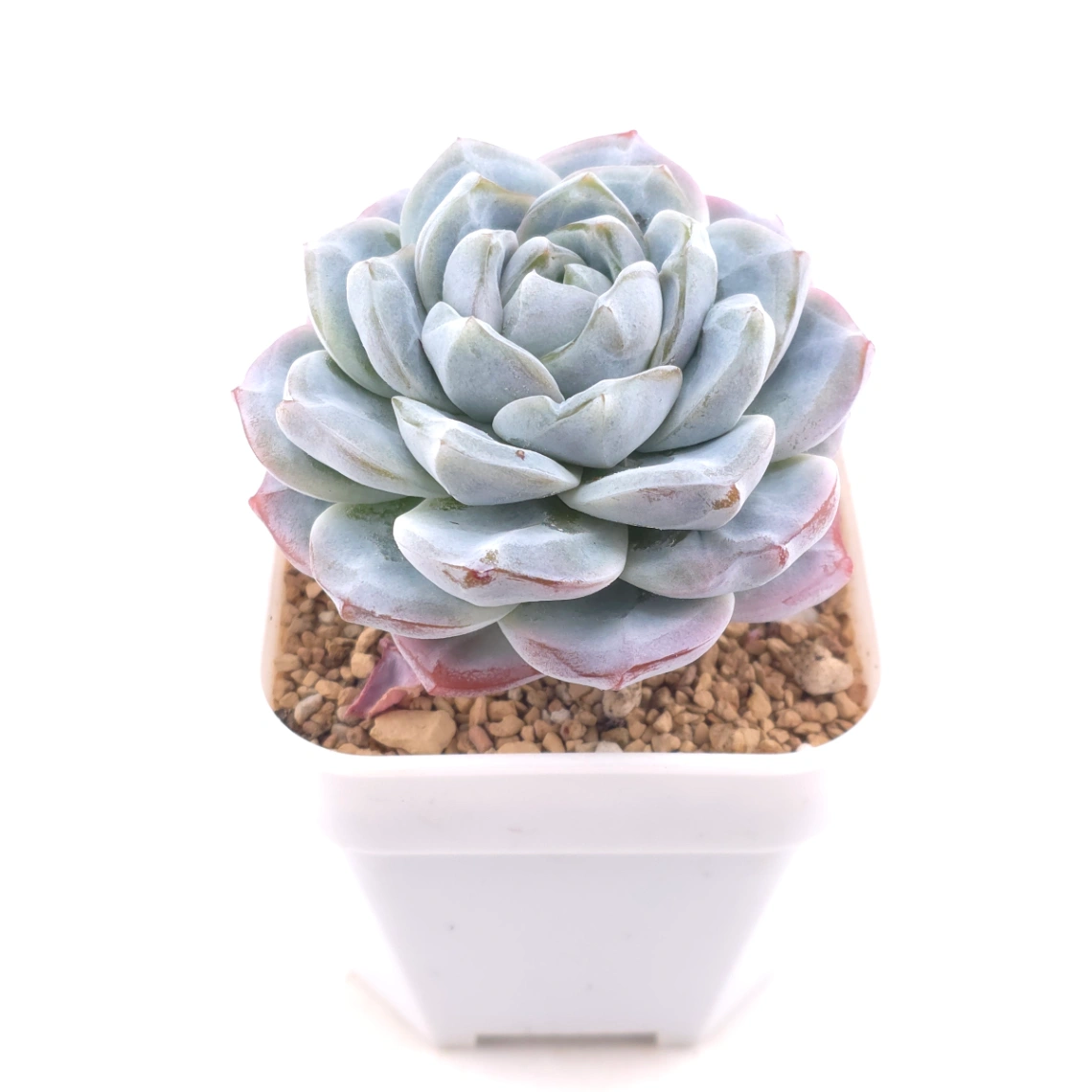 Echeveria ‘Ice Green’ | 冰玉 thumbnail 2