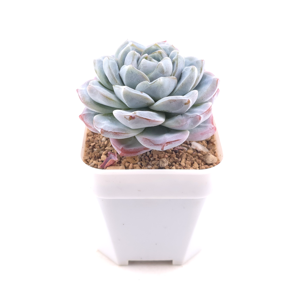 Echeveria ‘Ice Green’ | 冰玉 thumbnail 3