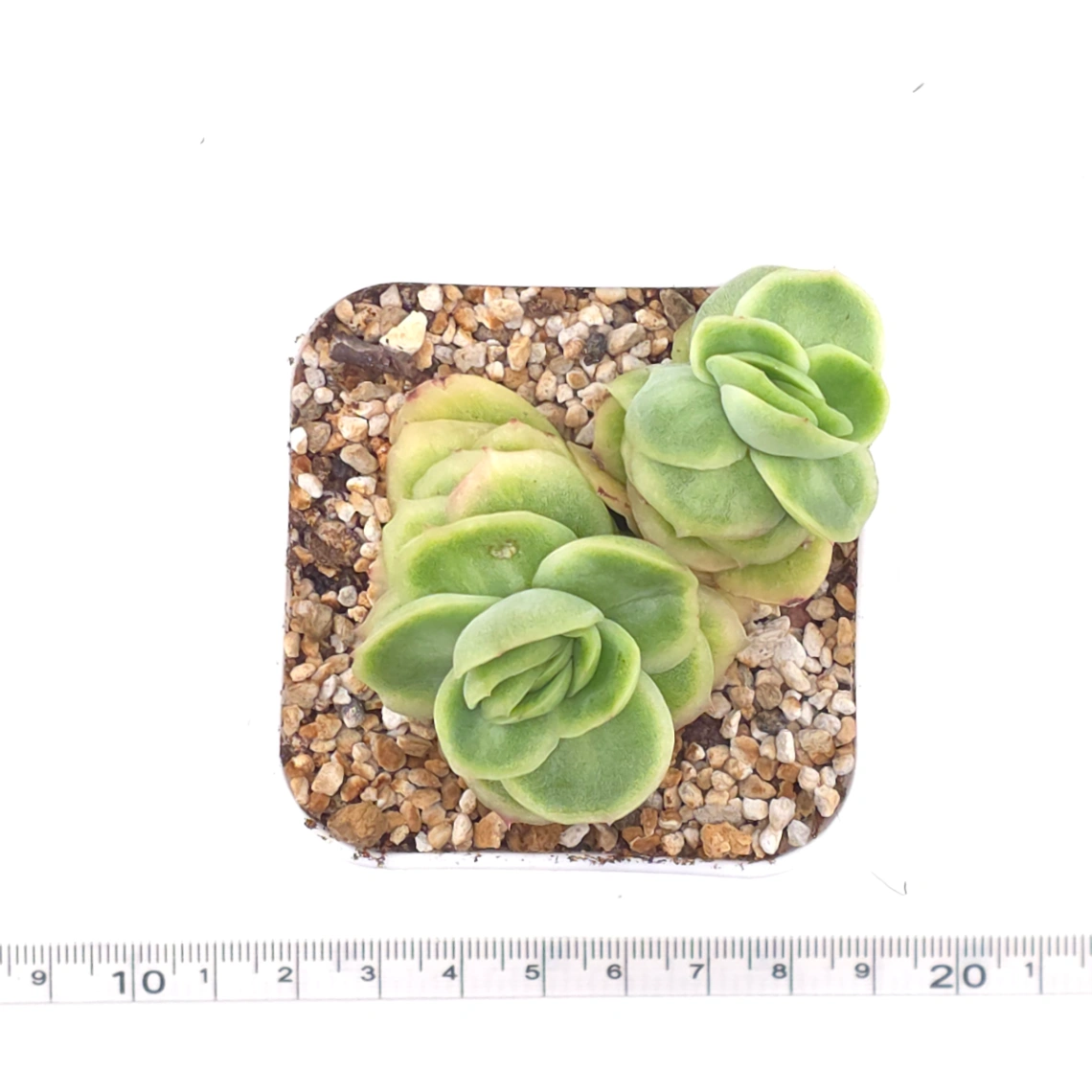 Echeveria 'Ice Rose' | 冰玫瑰 thumbnail 4