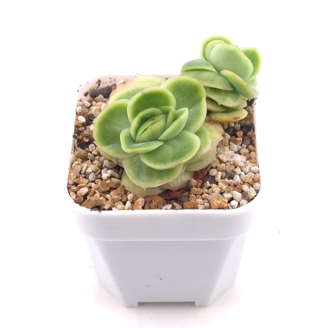 Echeveria 'Ice Rose' | 冰玫瑰 thumbnail 2