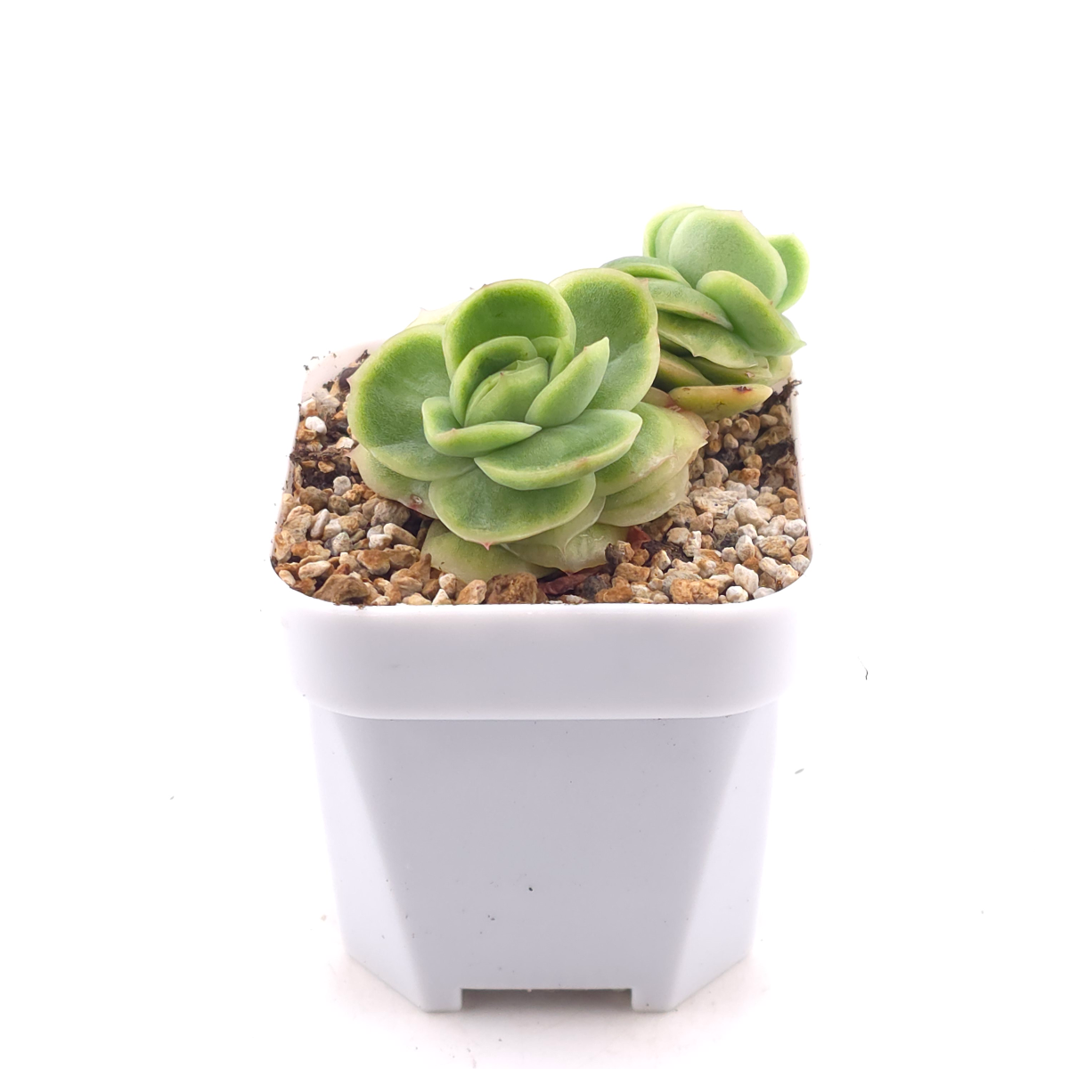 Echeveria 'Ice Rose' | 冰玫瑰 thumbnail 3