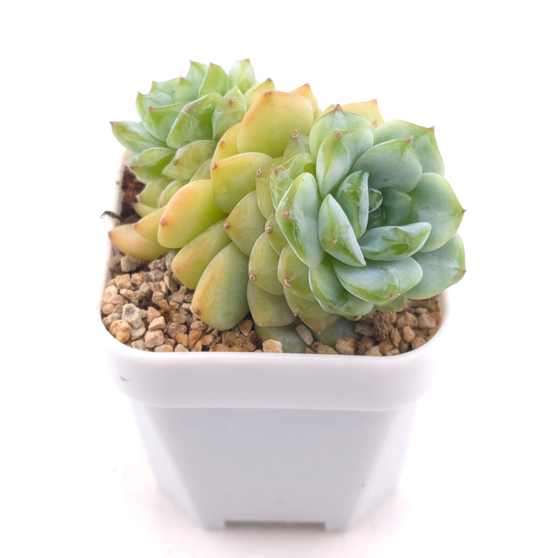 Echeveria ‘Ice Soul’ | 冰魄 thumbnail 2