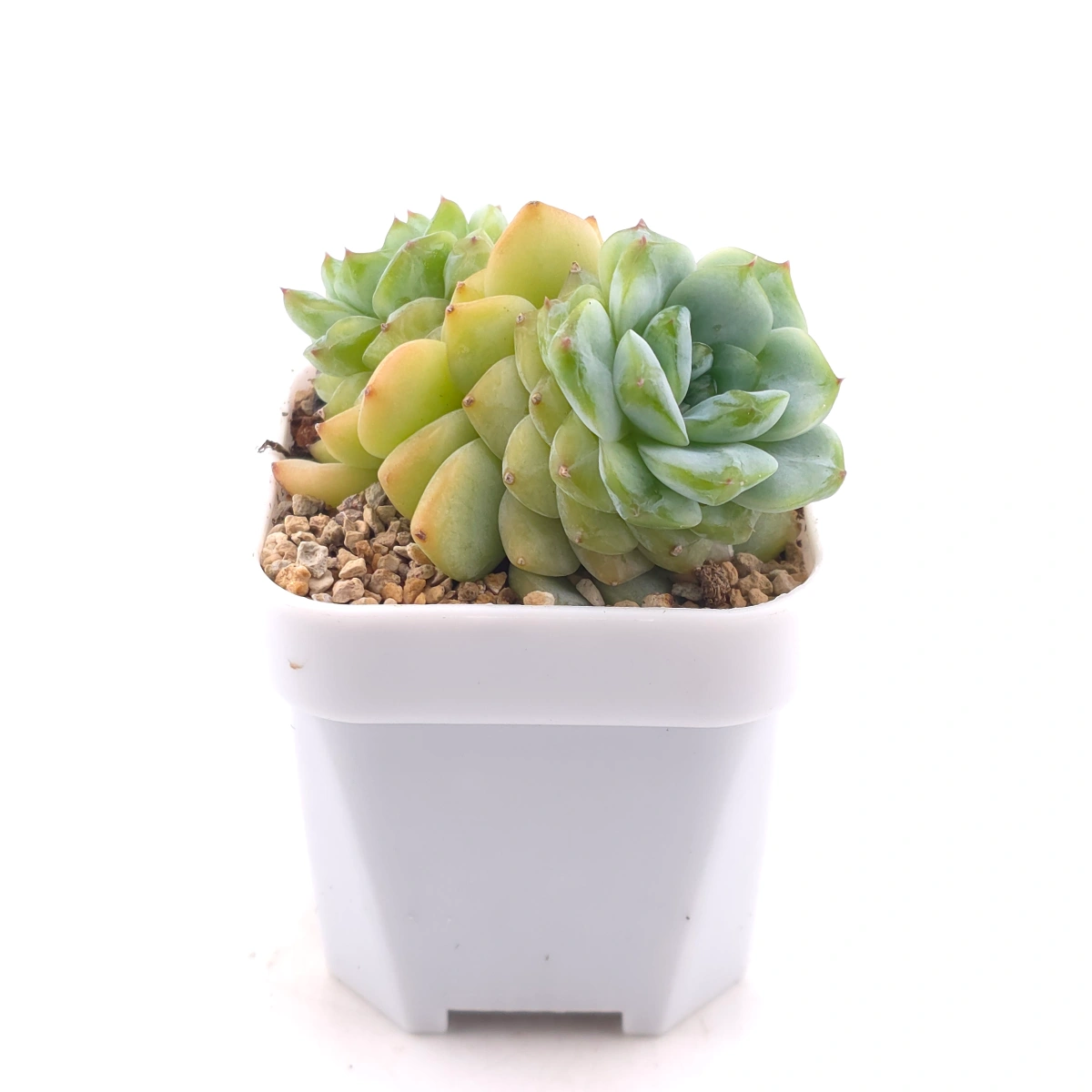 Echeveria ‘Ice Soul’ | 冰魄 thumbnail 3