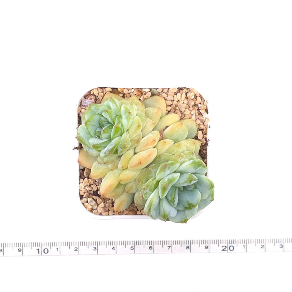 Echeveria ‘Ice Soul’ | 冰魄 thumbnail 4