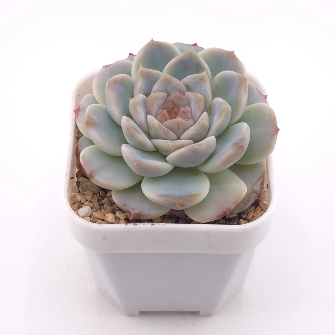 Echeveria ‘Ice Soul’ | 冰魄 thumbnail 2