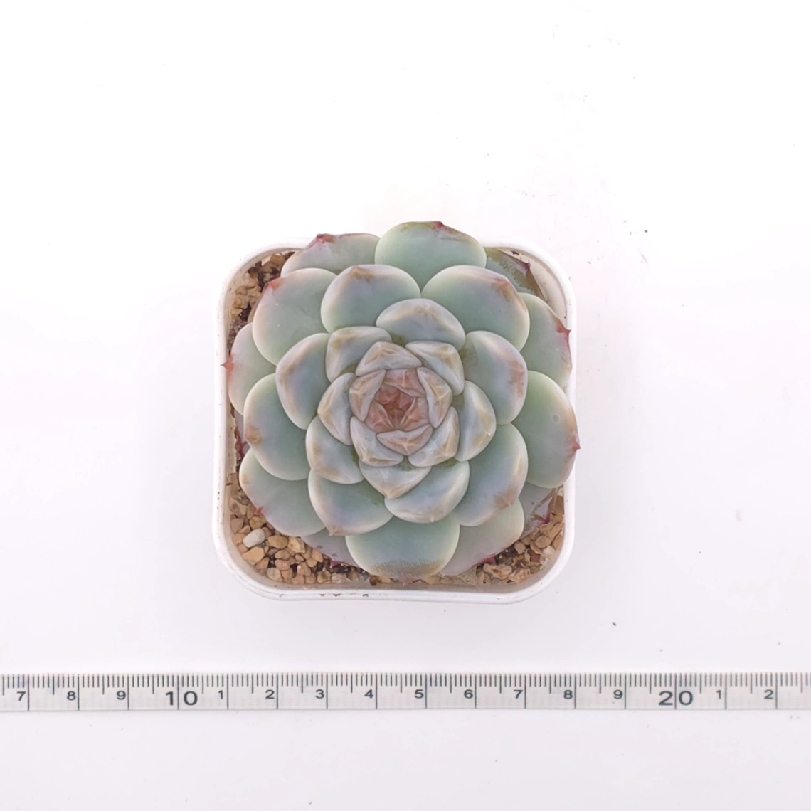 Echeveria ‘Ice Soul’ | 冰魄 thumbnail 4