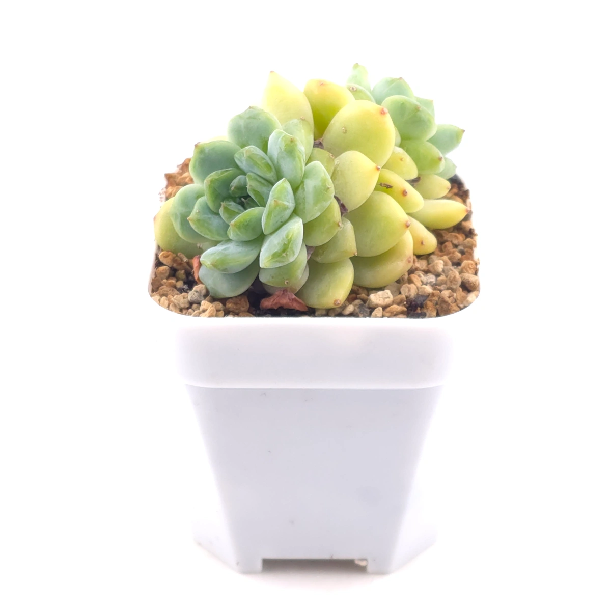 Echeveria ‘Ice Soul’ | 冰魄 thumbnail 3