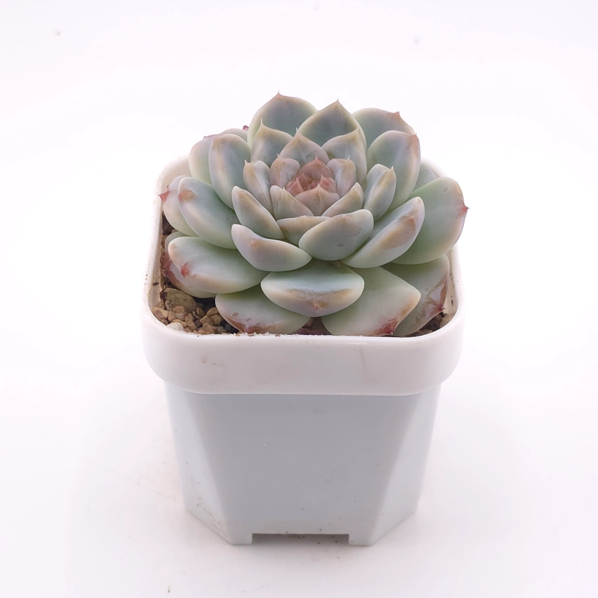 Echeveria ‘Ice Soul’ | 冰魄 thumbnail 3