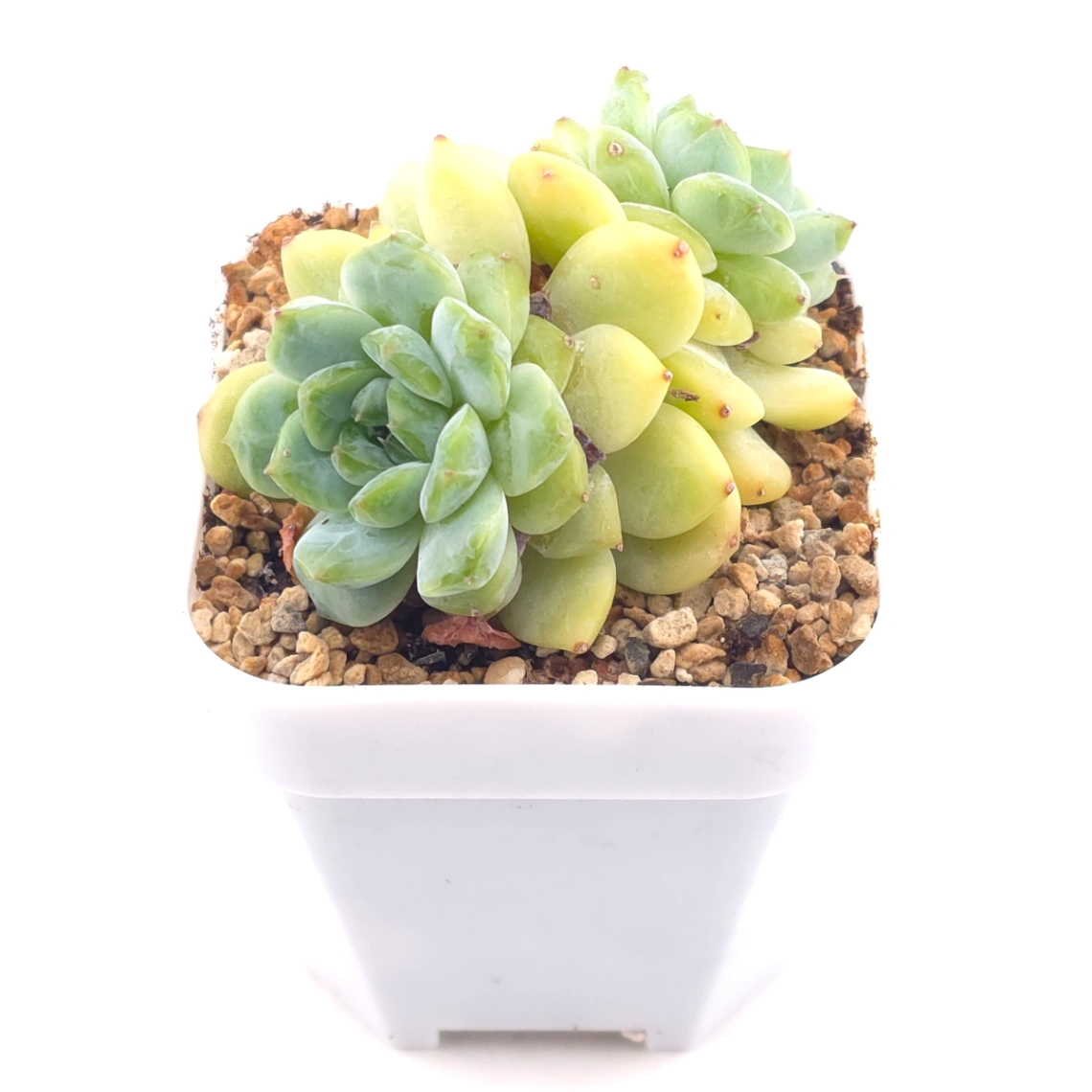 Echeveria ‘Ice Soul’ | 冰魄 thumbnail 2
