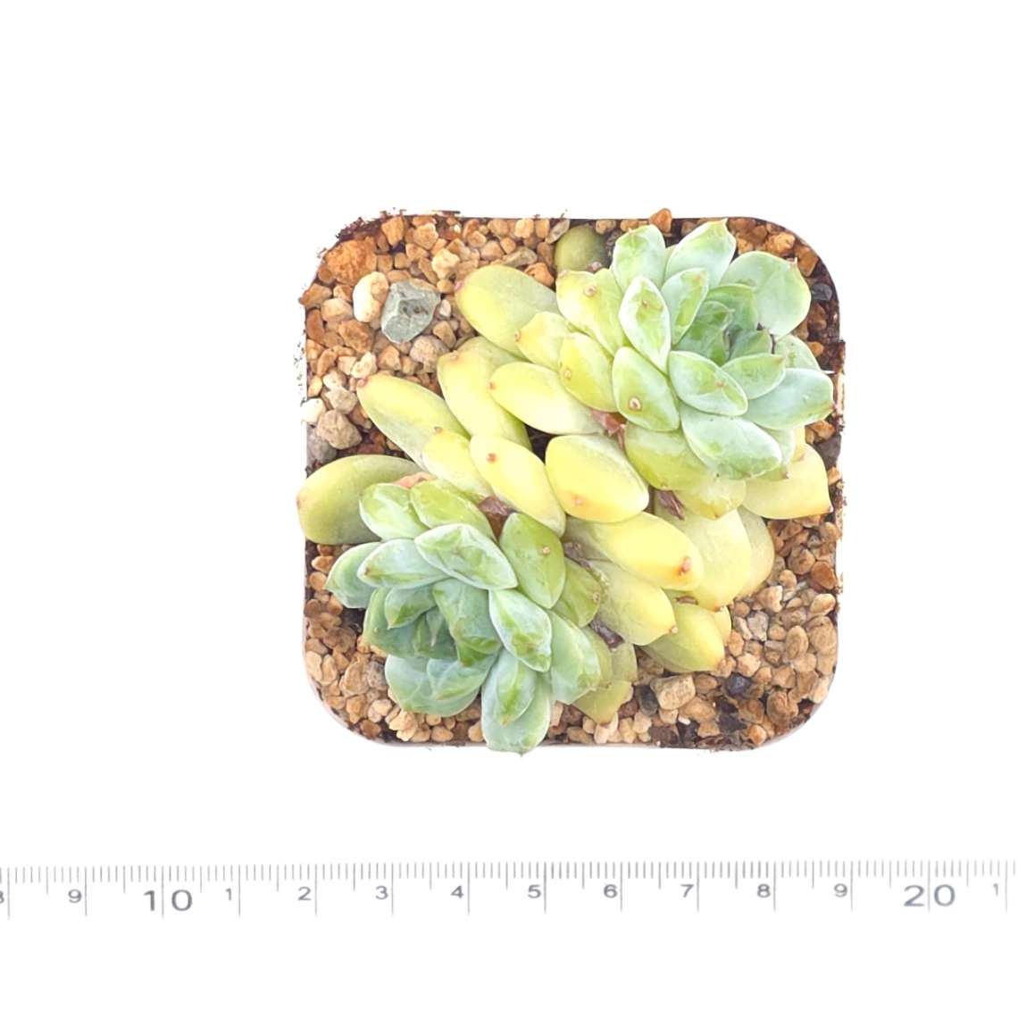 Echeveria ‘Ice Soul’ | 冰魄 thumbnail 4
