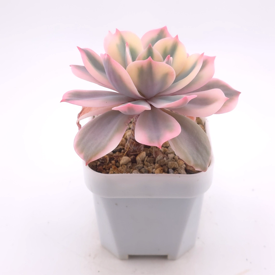 Echeveria ‘Imbricata’ variegated | 七福神錦 thumbnail 3