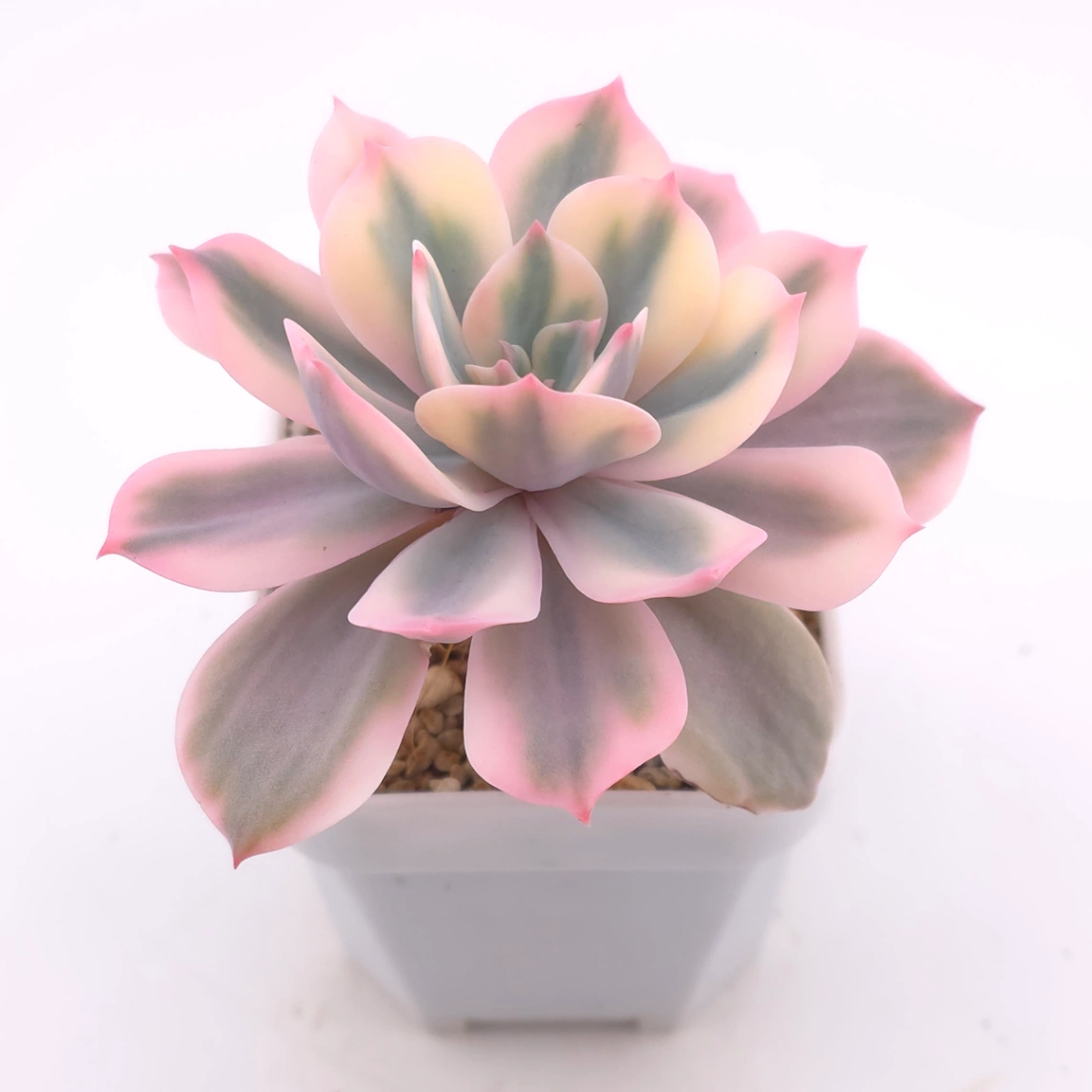 Echeveria ‘Imbricata’ variegated | 七福神錦 thumbnail 2