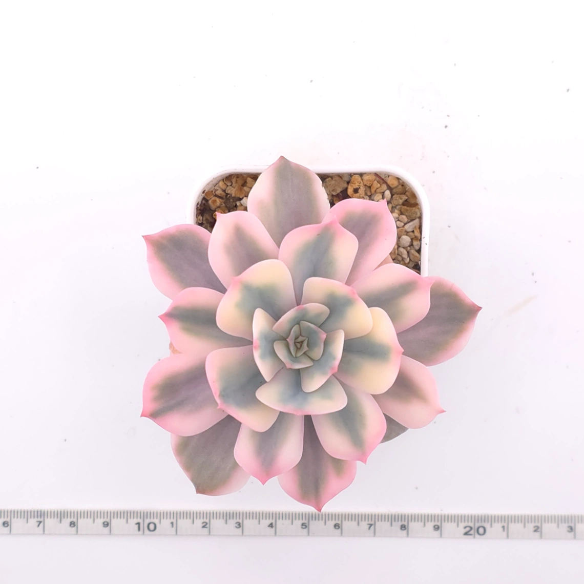 Echeveria ‘Imbricata’ variegated | 七福神錦 thumbnail 4