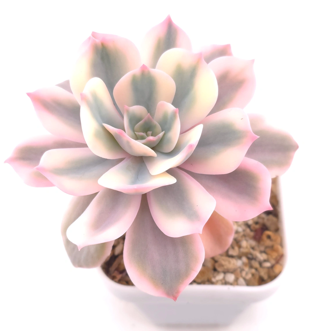 Echeveria ‘Imbricata’ variegated | 七福神錦 - View 1