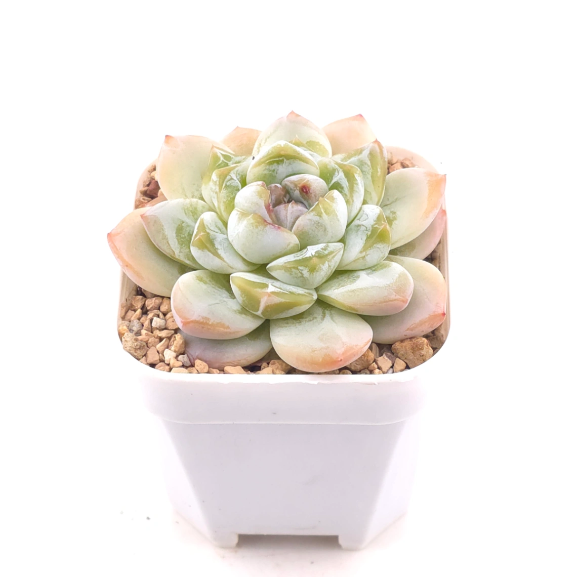 Echeveria 'Jade Butterfly' | 玉蝴蝶 thumbnail 2