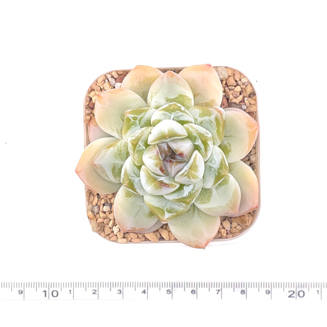 Echeveria 'Jade Butterfly' | 玉蝴蝶 thumbnail 4