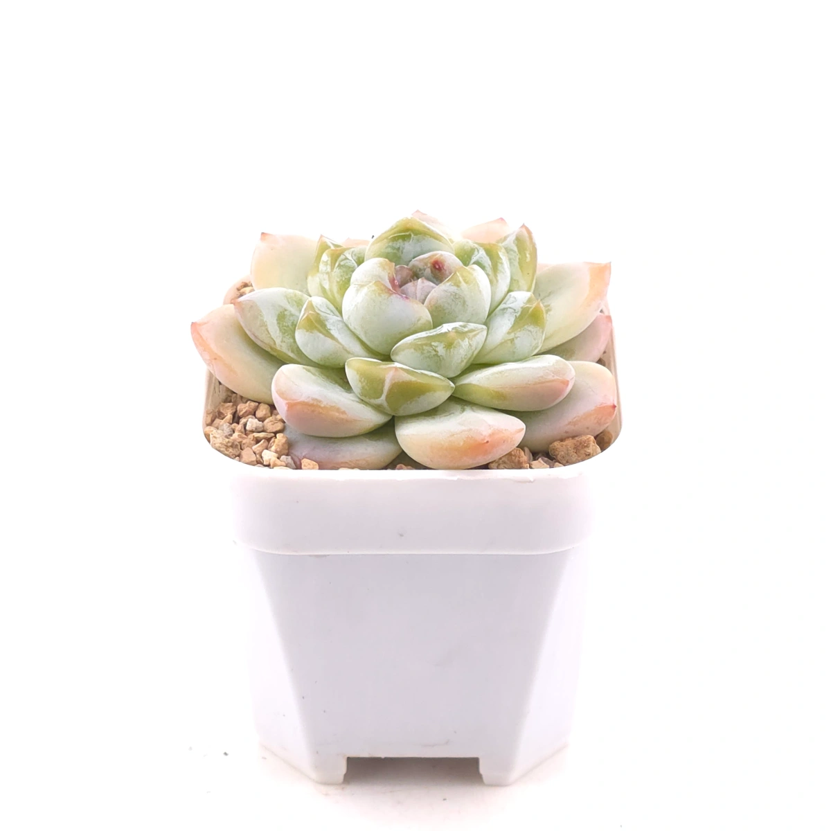 Echeveria 'Jade Butterfly' | 玉蝴蝶 thumbnail 3