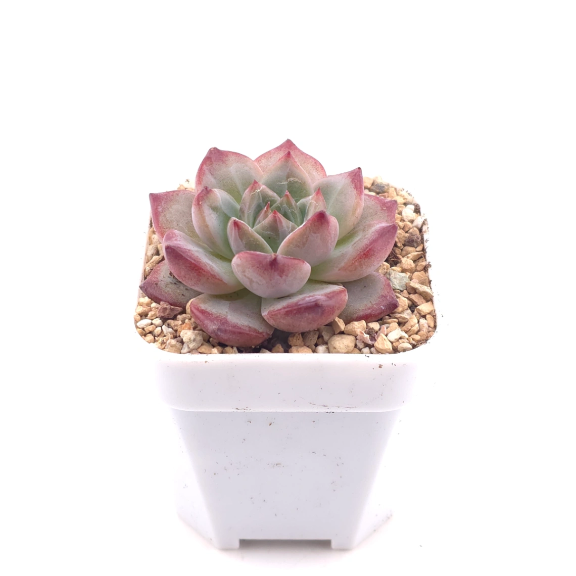 Echeveria 'Hongluan' | 紅鸞 thumbnail 3