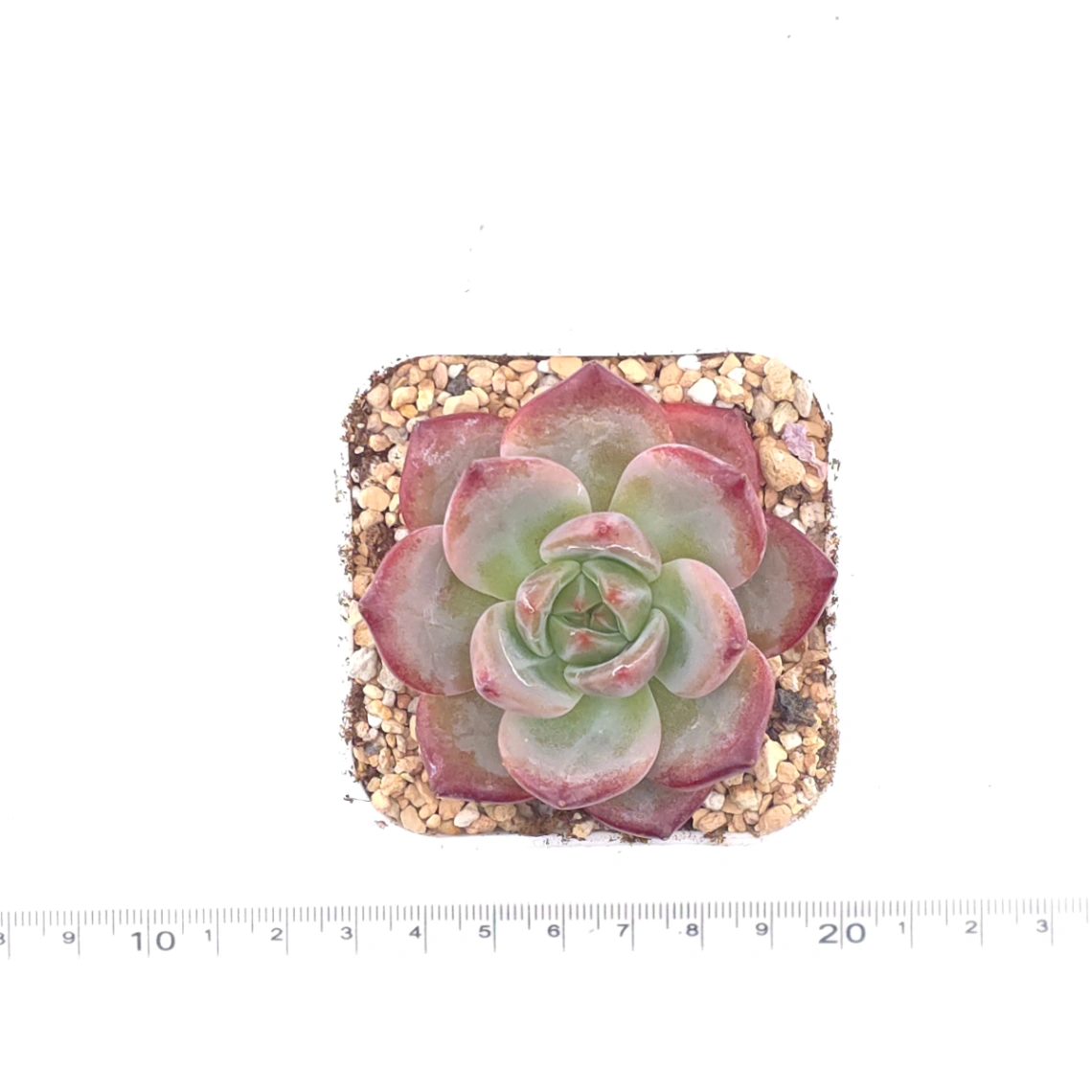Echeveria 'Hongluan' | 紅鸞 thumbnail 4
