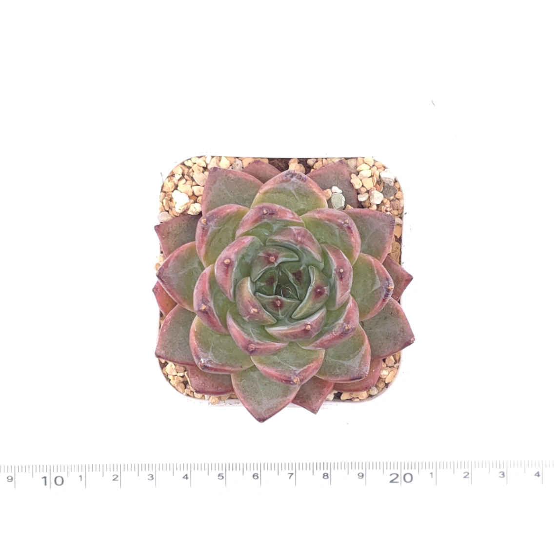 Echeveria 'Silhouette' | 側影 thumbnail 4