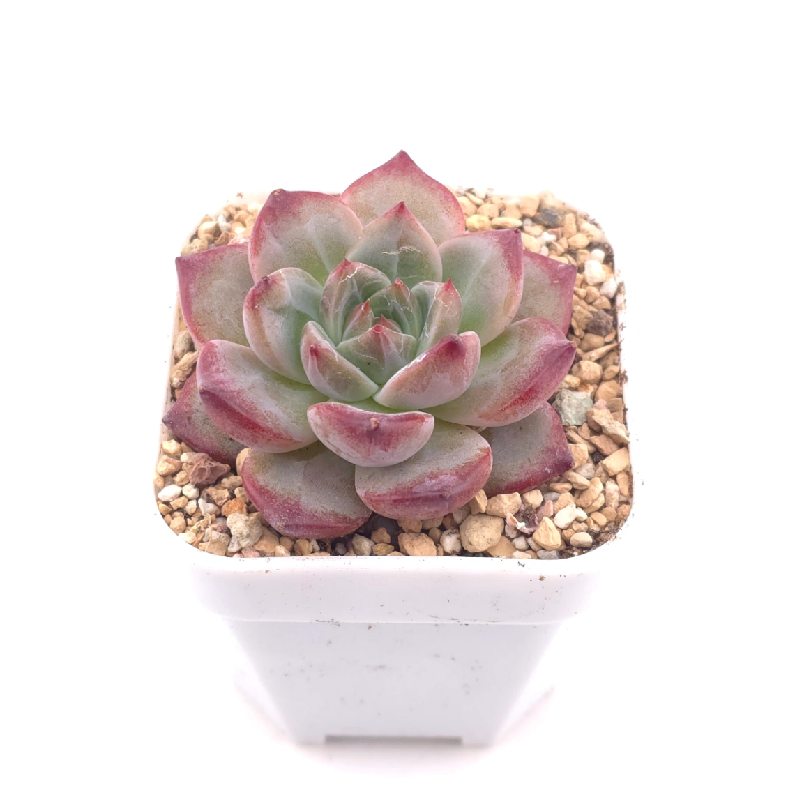 Echeveria 'Hongluan' | 紅鸞 thumbnail 2